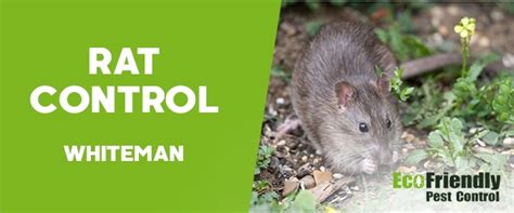 35 BEST Pest Control in Whiteman, WA .